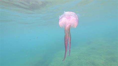 Pelagia Jellyfish