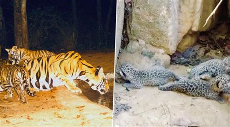 Viral News | Bandhavgarh Tiger Reserve in Madhya Pradesh Sees Birth of ...