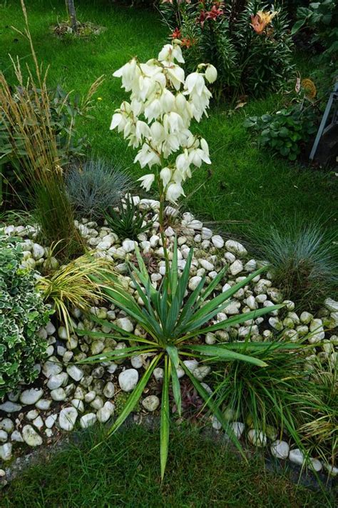 Yucca Blooming With White Flowers In July Yucca Is A Genus Of