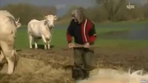 Un Fermier Belge Se Fait Calmer Par Sa Vache YouTube