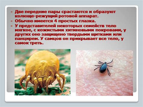 Осторожно! Клещи - Презентации по биологии