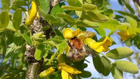 Semer Des Fixateurs D Azote Pour Le Jardin For T Caraganier Arbre