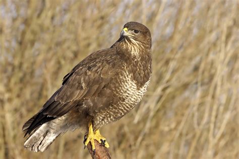 Common Buzzard - Identification, Facts and Habits