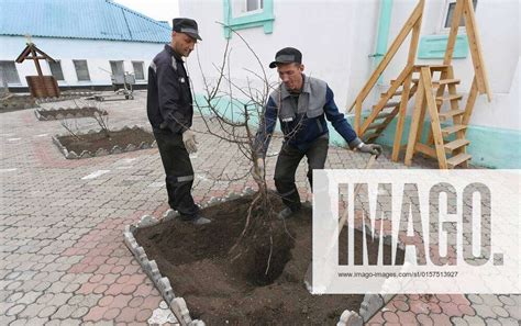 Russia Siberia Penal Colony 8179429 29.04.2022 Convicts plant trees ...