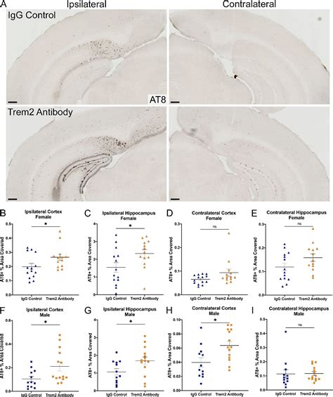 Figure 3 From Chronic Trem2 Activation Exacerbates Aβ Associated Tau