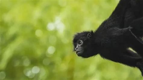 Fun Black-headed Spider Monkey Facts For Kids | Kidadl