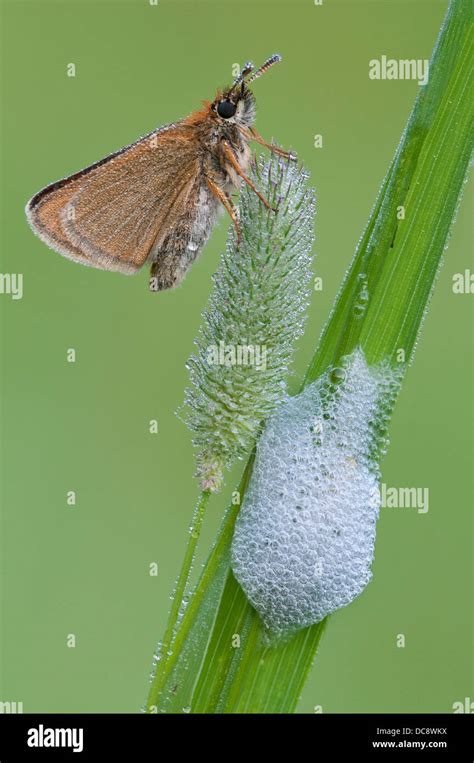 Froghopper life cycle hi-res stock photography and images - Alamy