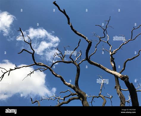 Dead Oak Tree At City Park Stock Photo Alamy