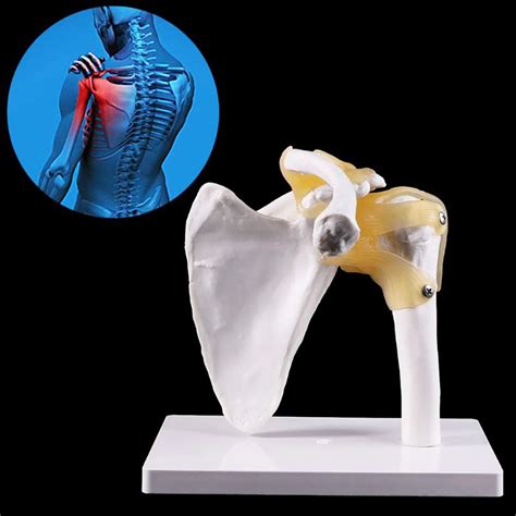 Buy Xieji Medical Anatomical Human Functional Shoulder Joint Model With