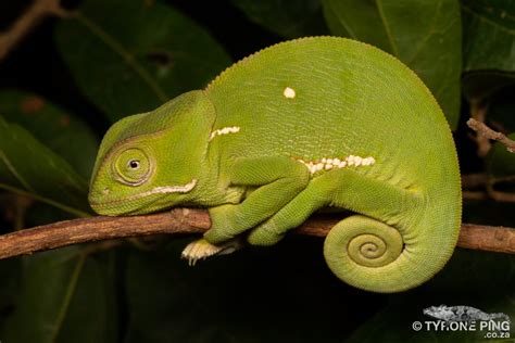 Chamaeleo Dilepis Flap Neck Chameleon