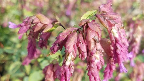 5 Gorgeous Varieties of Ornamental Oregano