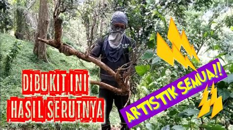 Dongkel Bahan Bonsai Yang Lg Hits Saat Ini Serut Streblus Asper Youtube