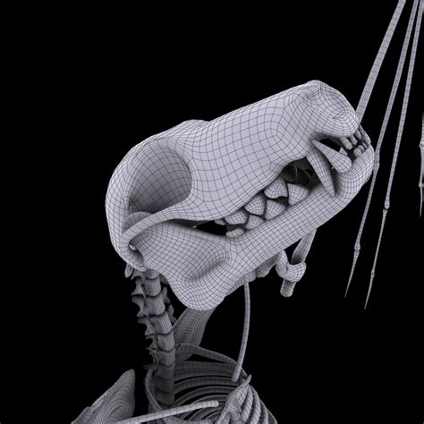 Bat skeleton bone 3D model - TurboSquid 1300280