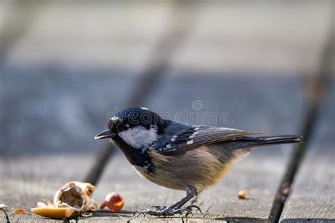 Small Tit Brunette Stock Photos Free Royalty Free Stock Photos From Dreamstime