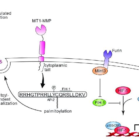 Schematic Non Proteolytic Function Of Mt1 Mmp Non Proteolytic Function