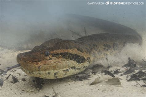 Giant Green Anaconda