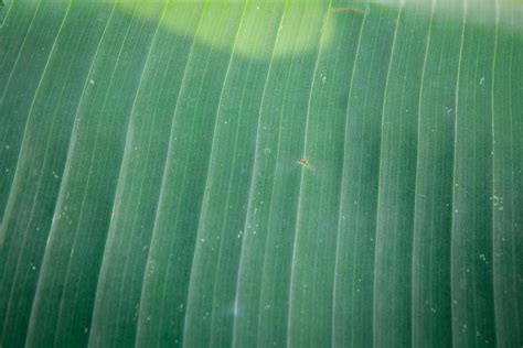 banana leaf texture background 9789985 Stock Photo at Vecteezy