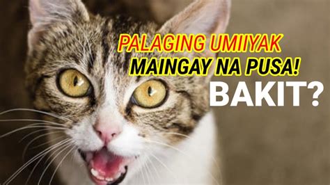 PALAGING UMIIYAK ANG PUSA SOBRANG INGAY ANO BA ANG DAHILAN EXCESSIVE