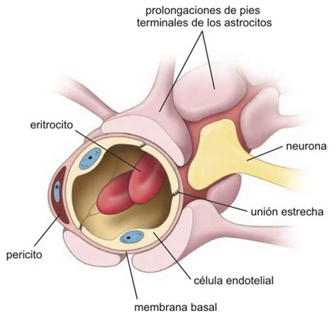 FISIOLOGÍA Y FISIOPATOLOGÍA Quizlet