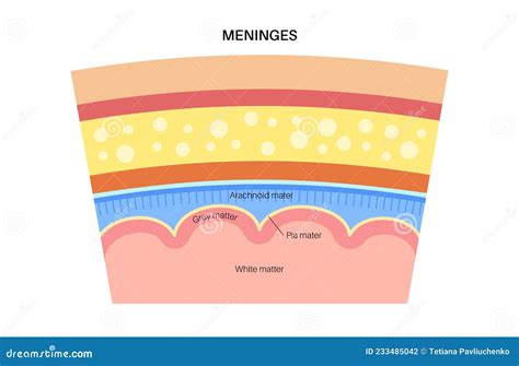 Meninges Anatomy Diagram Stock Vector Illustration Of Vector 233485042