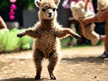 Llama Dancing Llama GIF - Llama Dancing llama Anonygma - Discover ...