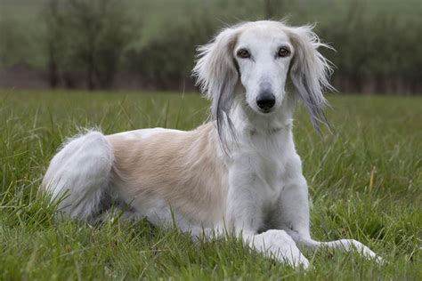 Saluki Caract Re Et Ducation Ooreka