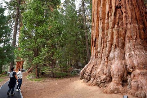 Kings Canyon And Sequoia National Parks Private Hiking Tour