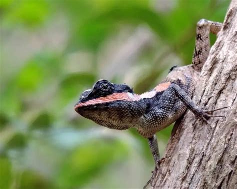 Calotes ceylonensis - Facts, Diet, Habitat & Pictures on Animalia.bio