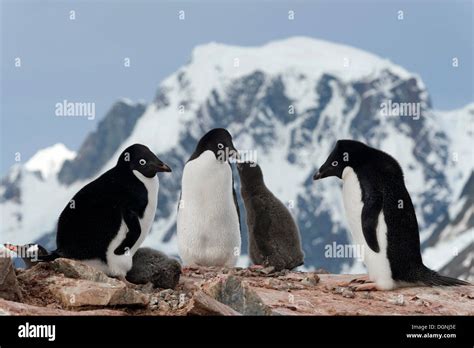 Ad Lie Penguins Pygoscelis Adeliae Parent Birds With Chicks Standing