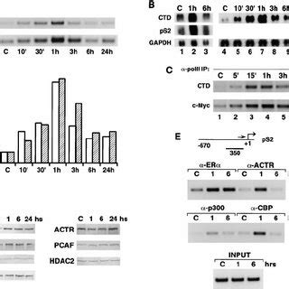 Induced Histone Hyperacetylation At Nuclear Receptor Target Genes Left