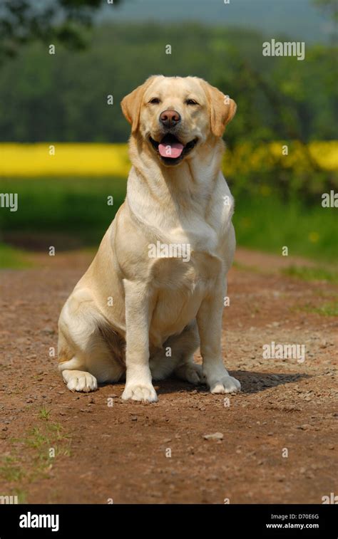 Blonde Labrador Retriever Stock Photo Alamy