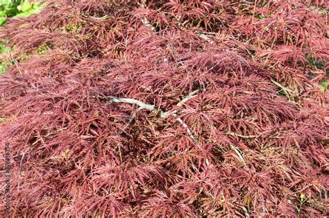 purple colored leaves of a japanese maple tree Stock Photo | Adobe Stock