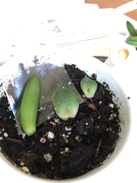My first go at propagating! They are from my own plants. The one on the ... 