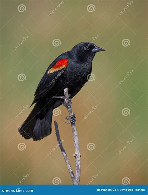 Male Red Winged Blackbird Agelaius Phoeniceus Perched On A Branch Stock