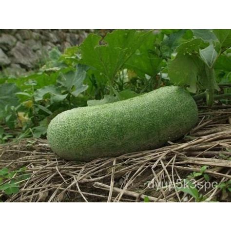 10 Seeds Of Wax Gourd Benincasa Hispida Ash Winter Melon K5ov