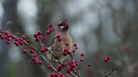 Cedar Waxwing Eating Hawthorn Berries Youtube