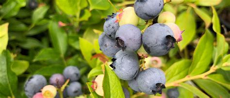 Blueberry Growing Guide One Green World