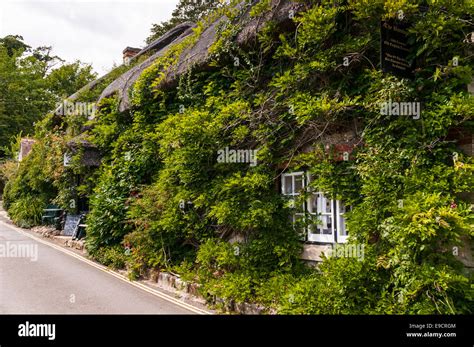 Old Thatched Cottages Covered In Greenery In Godshill On The Isle Of