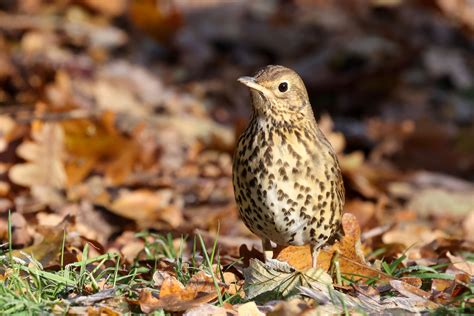 Song Thrush