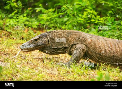 Komodo Dragon Walking On Rinca Island In Komodo National Park Nusa