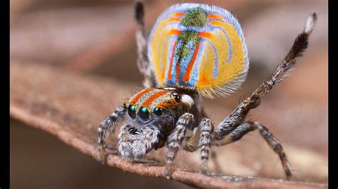 La Araña Mas Peligrosa Y Mas Rara Del Mundo Youtube