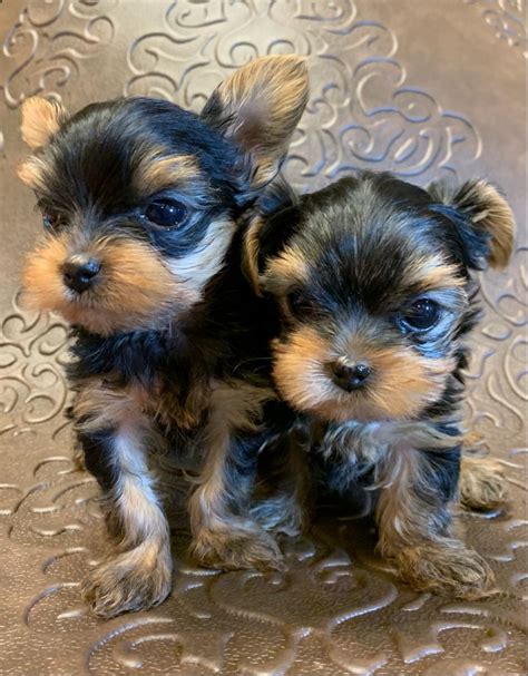 Radford Yorkshire Terriers Yorkshire Terrier Puppies