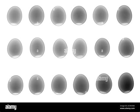 18 Eggs X Ray Stock Photo Alamy