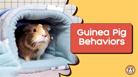 Hiding and Skittish Behavior: The Intriguing Behavior of Guinea Pigs – GuineaDad