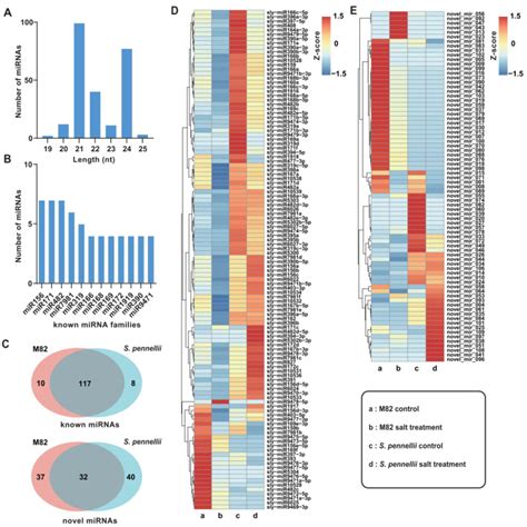 Genome Wide Characterization Of Salt Responsive Mirnas Circrnas And