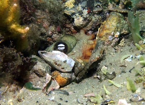 Common Sydney Octopus From Port Stephens Nsw Australia On