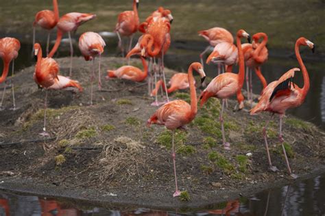 Photography Cheat Sheet: Photographing Flocks of Birds