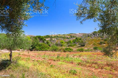 Summer Landscape With Olive Trees Of Zakynthos Greek Island Stock Photo