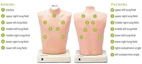 Anterior And Posterior Lungs Lung Sounds Medical School Life