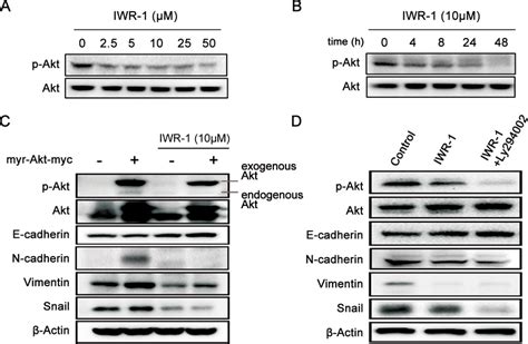 Iwr Effects On Emt According To The Akt Expression Status Ab